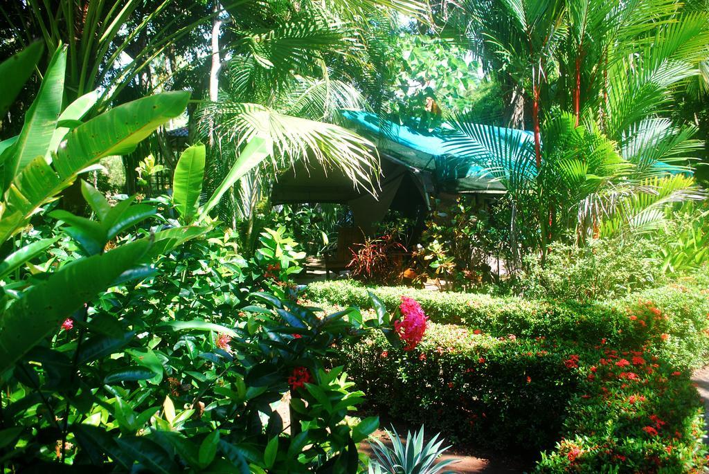 Rafiki Beach Camp Matapalo  Room photo
