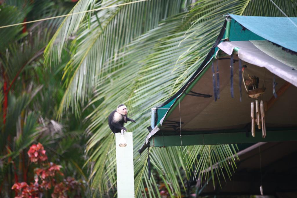 Rafiki Beach Camp Matapalo  Exterior photo